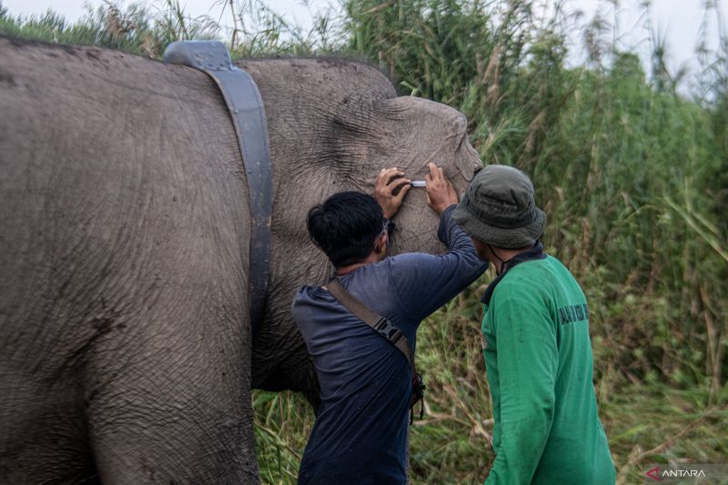 Pemasangan GPS Collar Gajah Sumatera Meisya