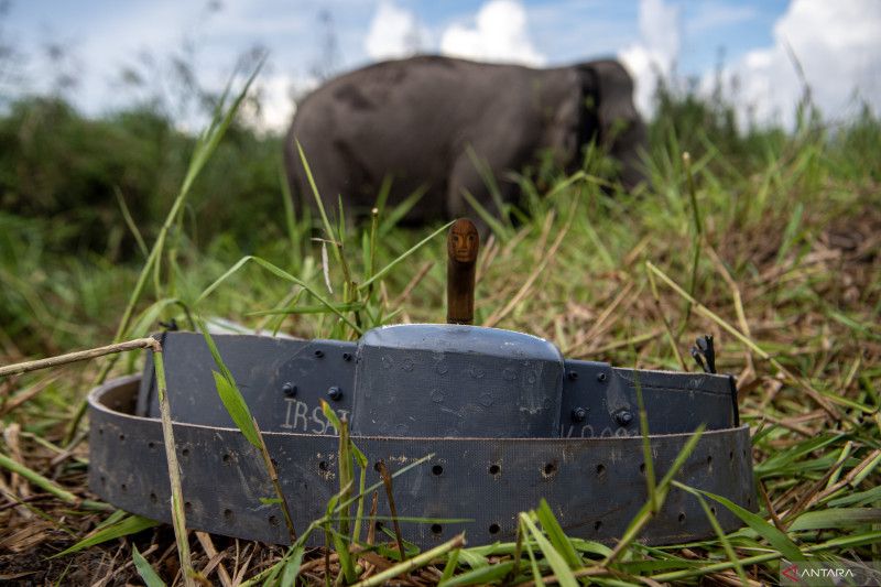 Pemasangan GPS Collar Gajah Sumatera Meisya