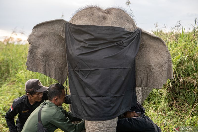 Pemasangan GPS Collar Gajah Sumatera Meisya