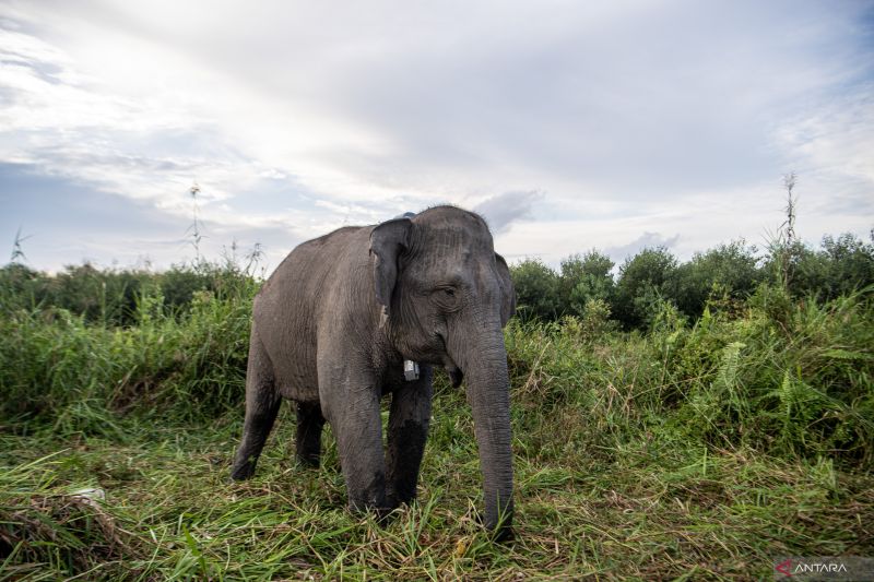 Pemasangan GPS Collar Gajah Sumatera Meisya