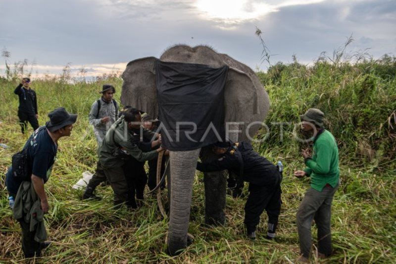 Pemasangan GPS collar Gajah Sumatera di OKI