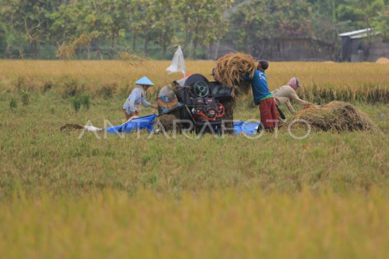 Bulog Cirebon serap beras petani 37 ribu ton selama musim panen raya