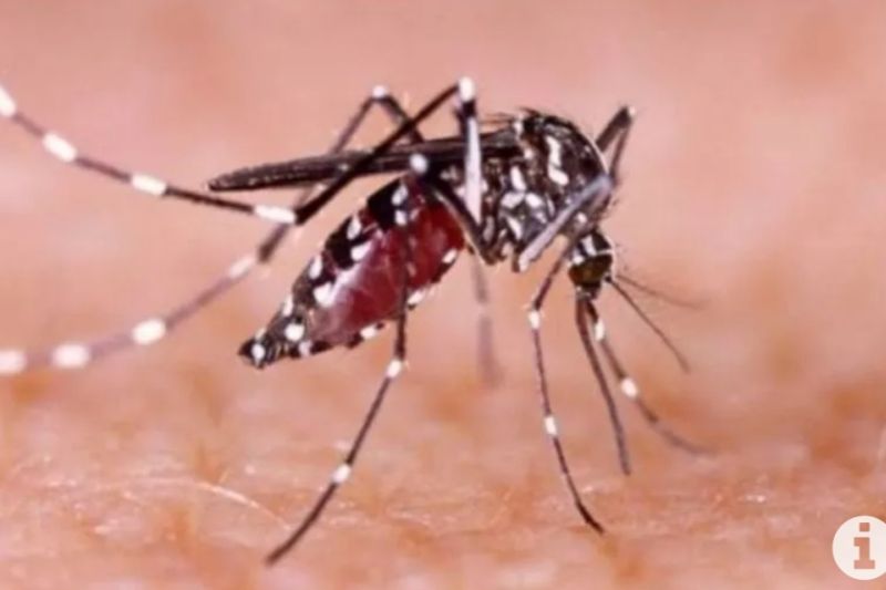 Dengue Fever Vaccination Can Save Children from Fatal Infection: Indonesian Pediatrician Association