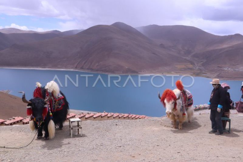 Danau Suci Yamdrok di puncak pegunungan Tibet