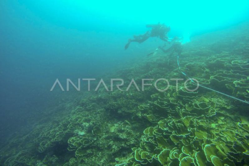 Transplantasi terumbu karang di Padang