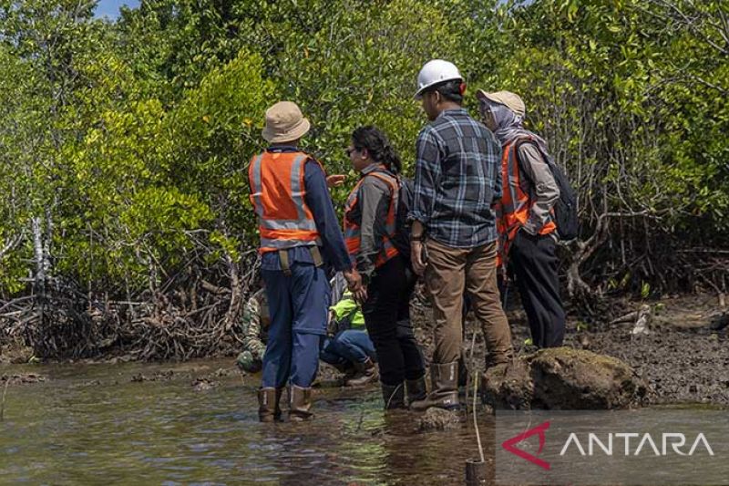 Harita Nickel menerapkan prinsip ESG melalui rehabilitasi mangrove