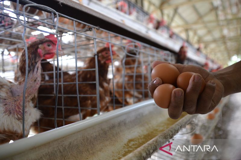 Kabupaten Sukabumi dijadikan proyek percontohan sekolah peternakan rakyat