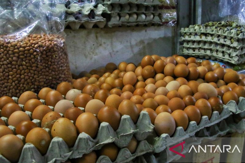 DKPP Bandung: Harga telur tinggi sebab harga pakan naik