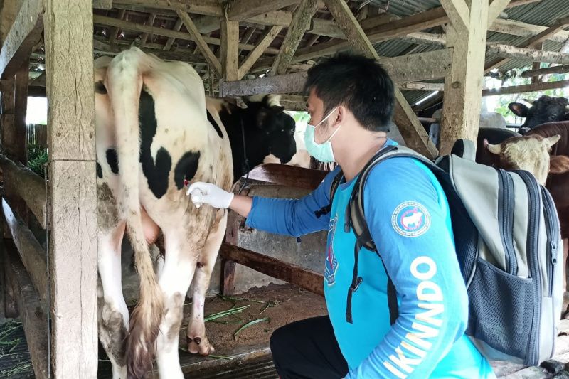 Diskanak Garut waspadai penyebaran wabah penyakit LSD pada ternak sapi