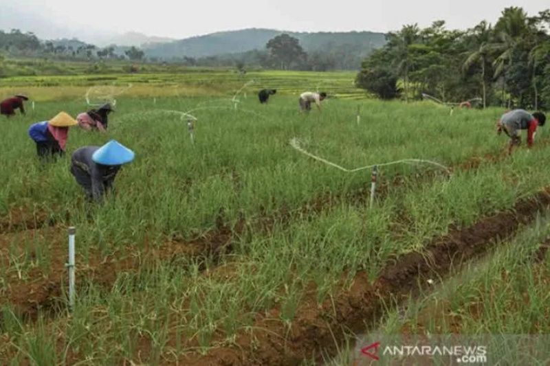 Poduksi bawang merah di Kabupaten Cirebon terus meningkat