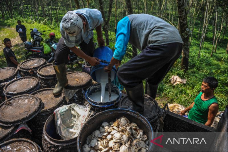 Capaian produksi karet di Indonesia