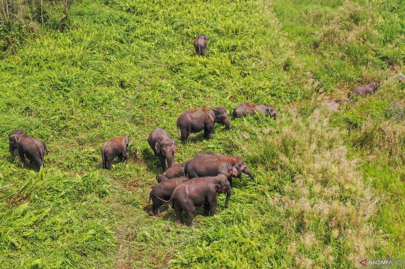 Jumlah Gajah Sumatera di kantong habitat Sugihan-Simpang Heran
