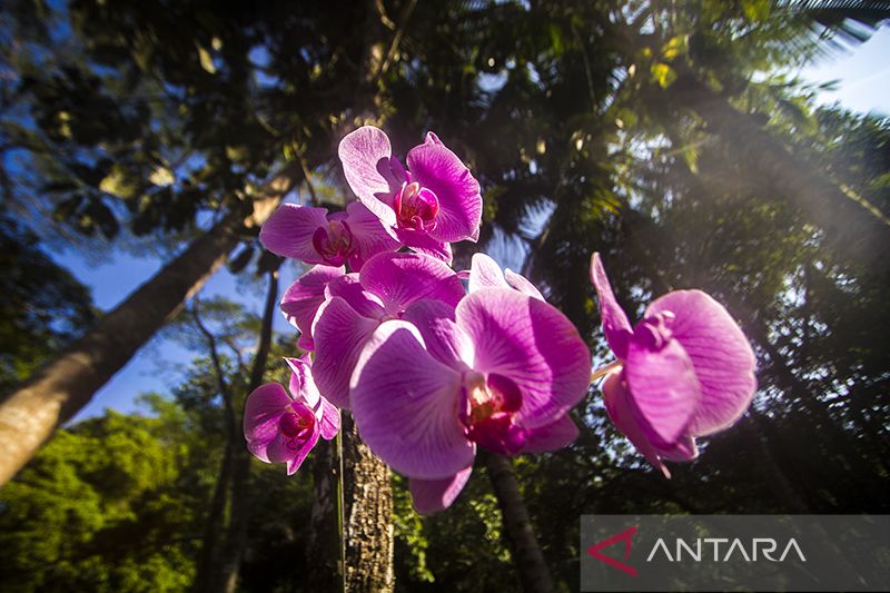 Geopark Meratus - Pelestarian keanekaragaman hayati flora Kalimantan