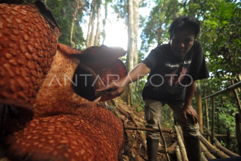 Rafflesia Arnoldi mekar sempurna di Bengkulu