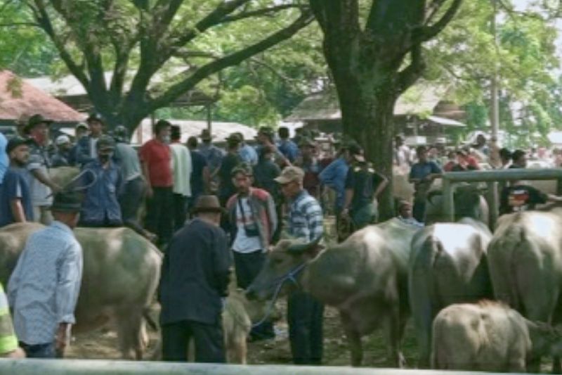 Dinas Peternakan Purwakarta memperketat hewan ternak memasuki pasar hewan Ciwareng