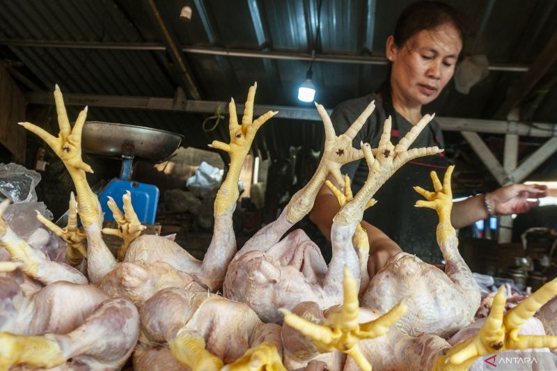 Kemarin, kenaikan harga daging ayam sampai tren positif wisman