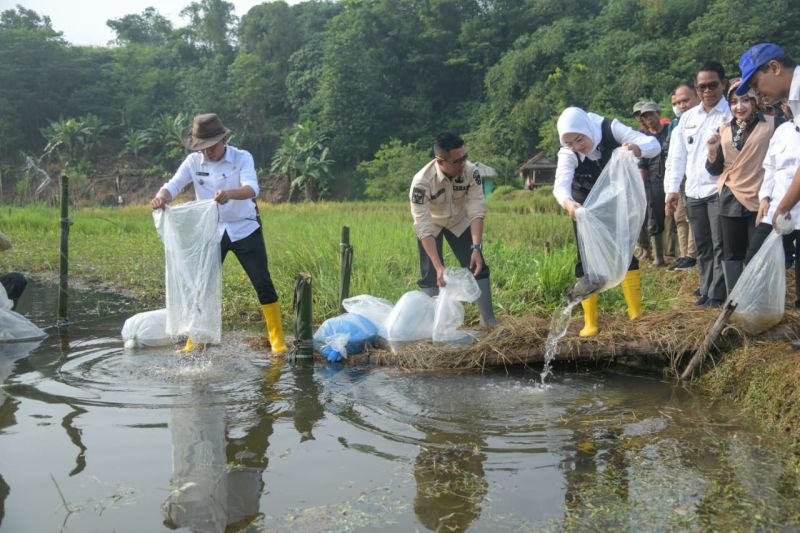 Benih ikan nila disebar di embung dan danau di seluruh kecamatan di Purwakarta