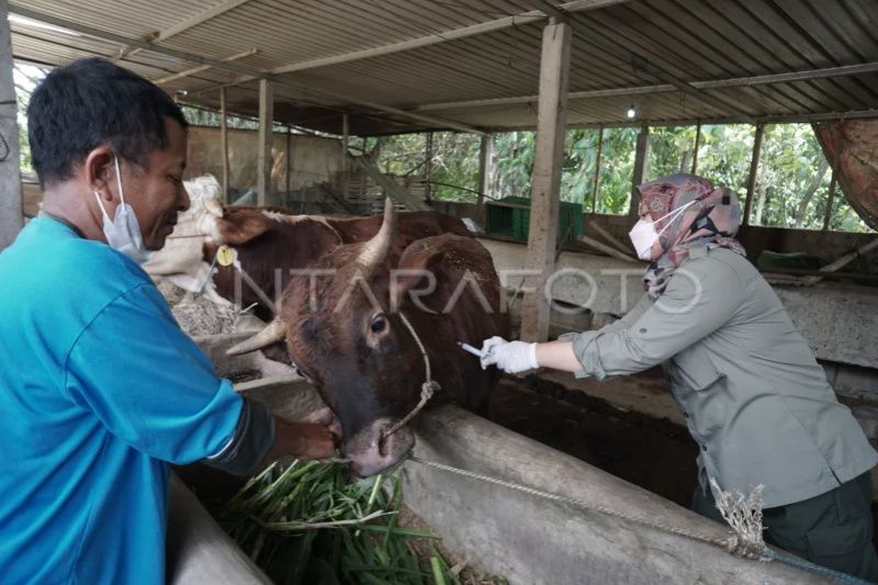 Pemkab Cirebon tunggu pasokan vaksin LSD untuk ternak