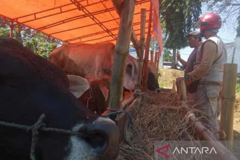 Distan Cirebon mulai tes kesehatan hewan kurban