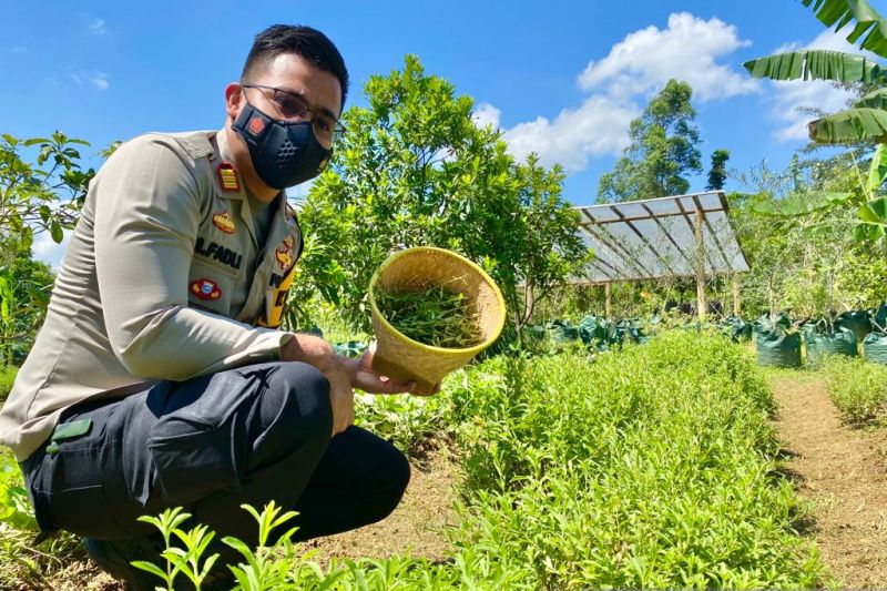 Polisi putra Banua buat produk kesehatan berbahan ekstrak tanaman Stevia - ANTARA News Kalimantan Selatan