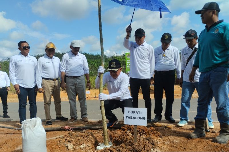 Ratusan tanaman “sepatu” Dea menghijau Jalan Nan Sarunai Tabalong