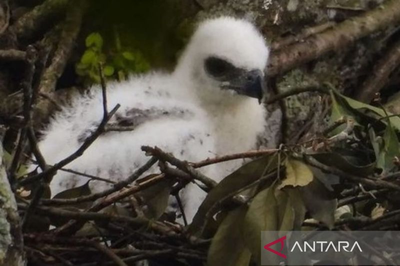 Seekor anak Elang Jawa lahir di TNGPP Cianjur