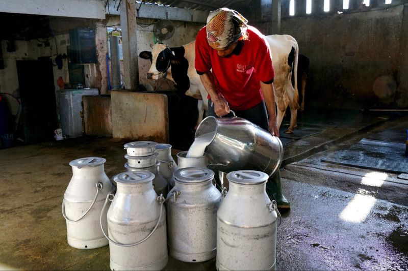 Manfaat konsumsi susu sapi bagi kesehatan tubuh