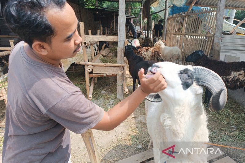 Pemkot Cirebon turunkan tim untuk periksa hewan kurban