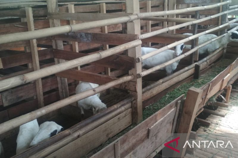 Alasan DKP3 Kota Sukabumi perketat masuknya hewan kurban