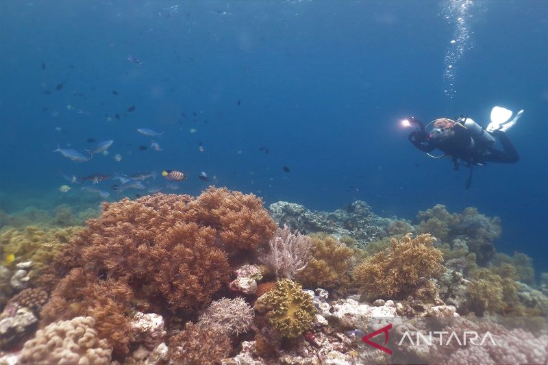 Keindahan terumbu karang Tomia Wakatobi