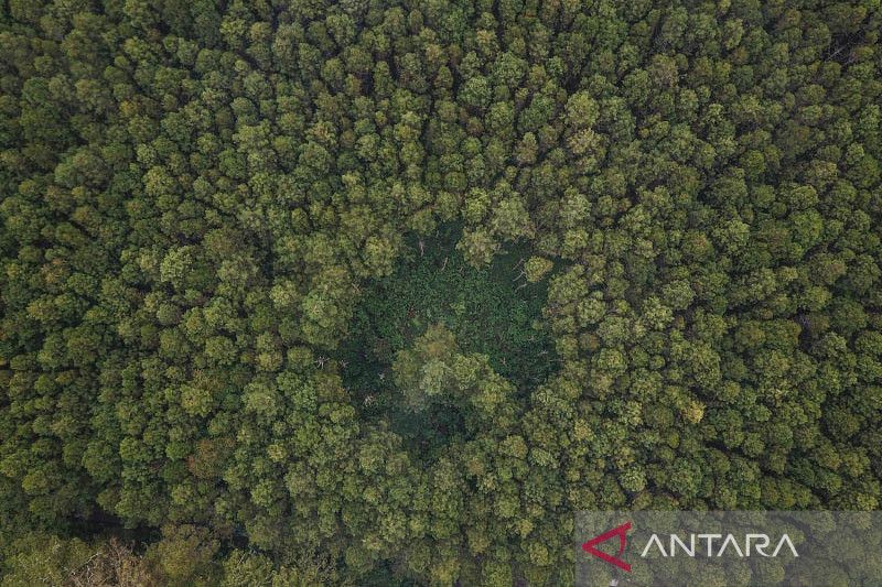 Luas hutan Indonesia