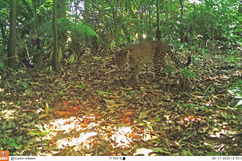 Macan tutul jawa terekam berkeliaran di hutan Sanggabuana Purwakarta