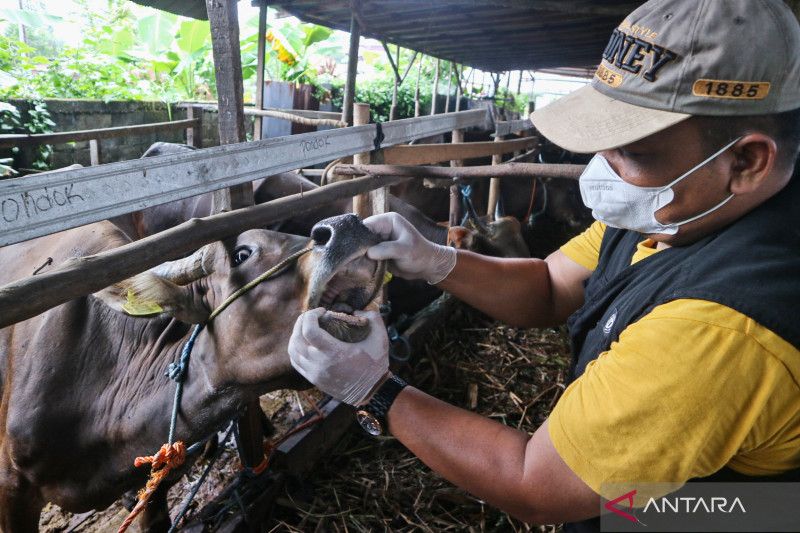 Belasan sapi di Kota Sukabumi ditemukan terjangkit PMK dan LSD