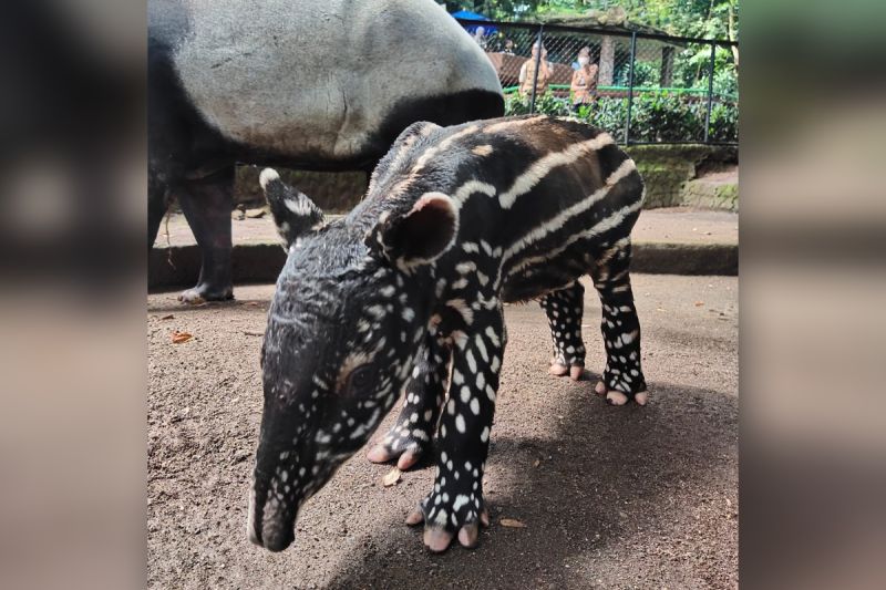 Gantari, nama anak tapir yang lahir di Kebun Binatang Bandung