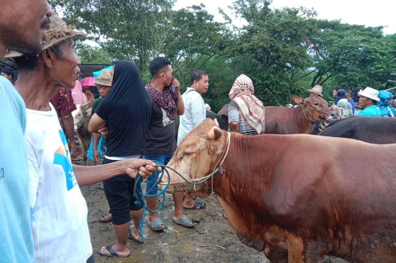 Distan Mataram Punya Stok Dosis Vaksin Pmk Persiapan Idul Adha