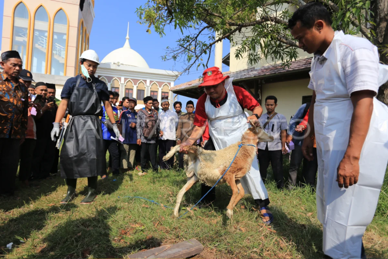 Pelatihan penyembelihan hewan kurban