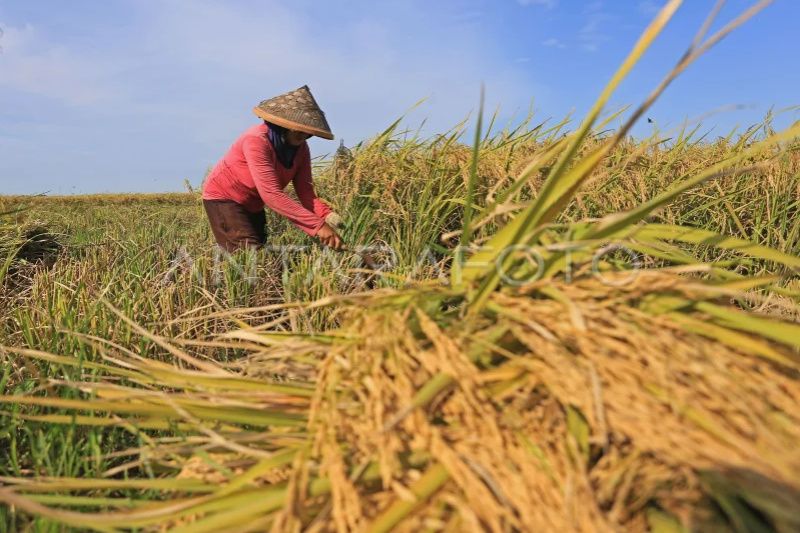 Bulog Cirebon telah serap 73 ribu ton beras petani