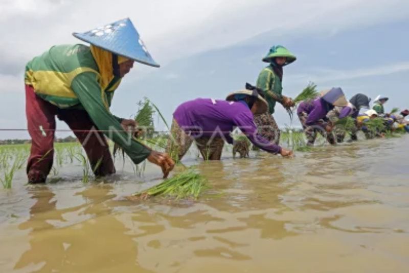 Pemkab Indramayu perbaiki irigasi pertanian agar aman dari kekeringan