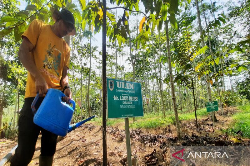 Mengenal Taman Hutan Hujan Tropis Indonesia di Kota Banjarbaru