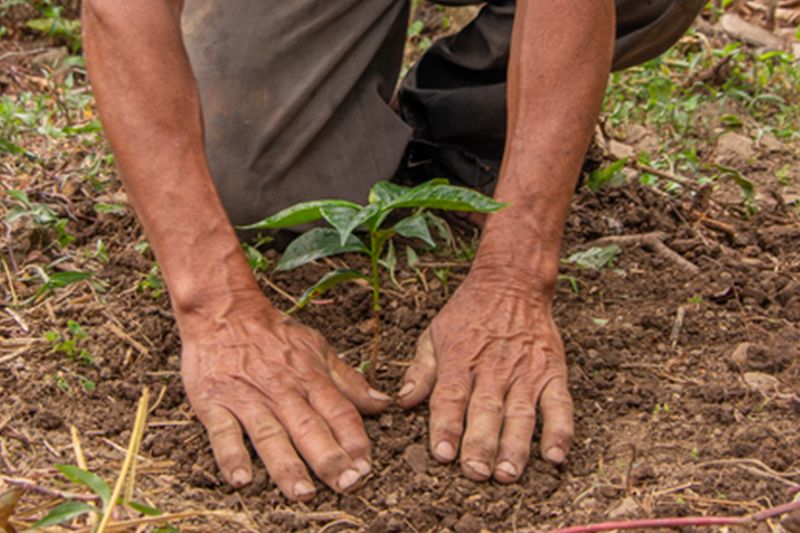 Mary Kay Announces 2023 Reforestation Projects and Celebrates 15 Years of Positive Community Impact - Vimarsana News