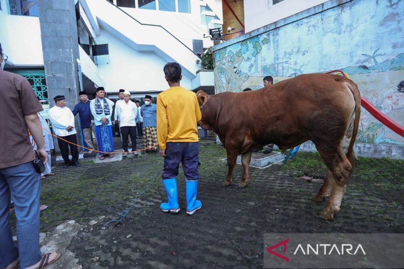DKPP Bandung sebut 12 ribu ternak layak kurban pada Idul Adha 2023
