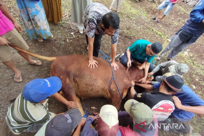 Diskanak Garut periksa hewan kurban sebelum dan sesudah dipotong