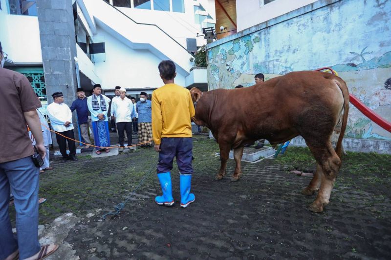 DKPP Bandung sebar 200 petugas periksa hewan kurban setelah dipotong