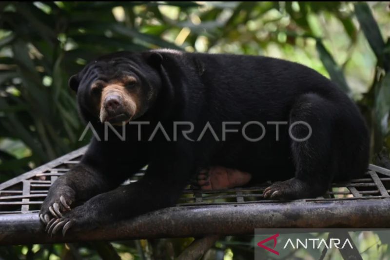 Diduga habitat Beruang Madu di Tapin, terganggu oleh perkebunan kelapa sawit