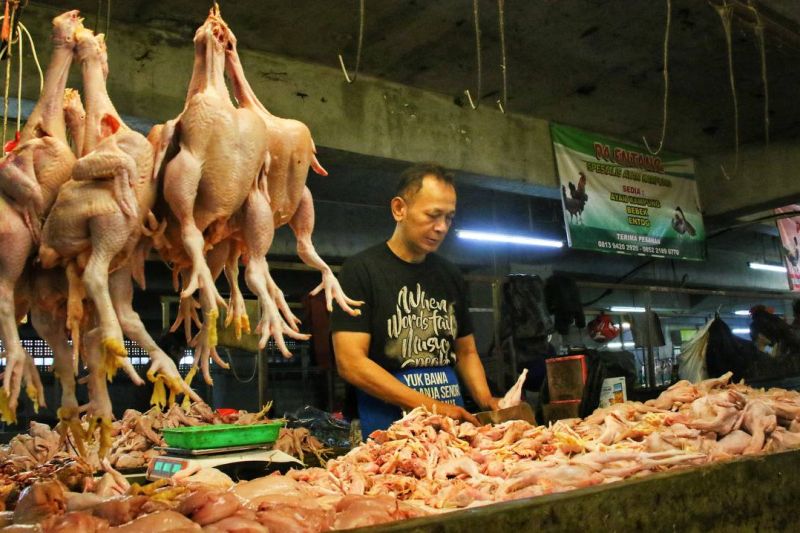 Pakan penyebab harga daging ayam belum turun di Kota Bandung