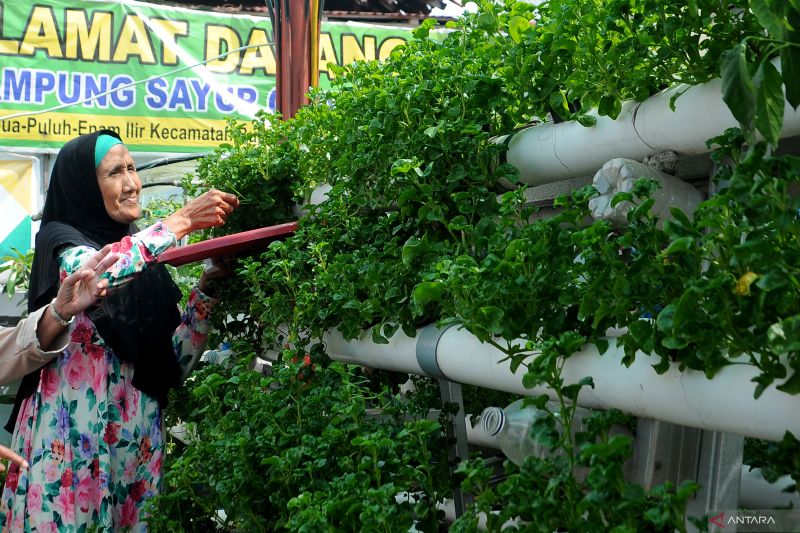 Kampung sayur cempako Palembang