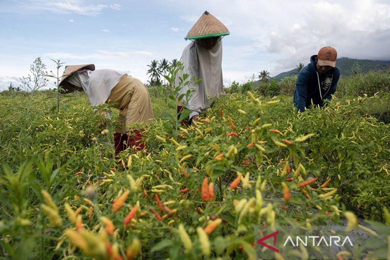 NTP Sulteng periode Juni 2023 naik 2,22 persen