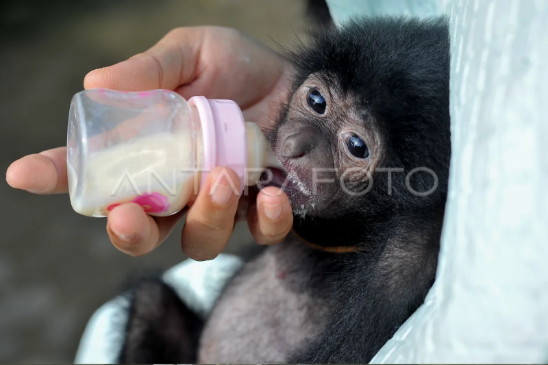 Perawatan bayi siamang di Jambi