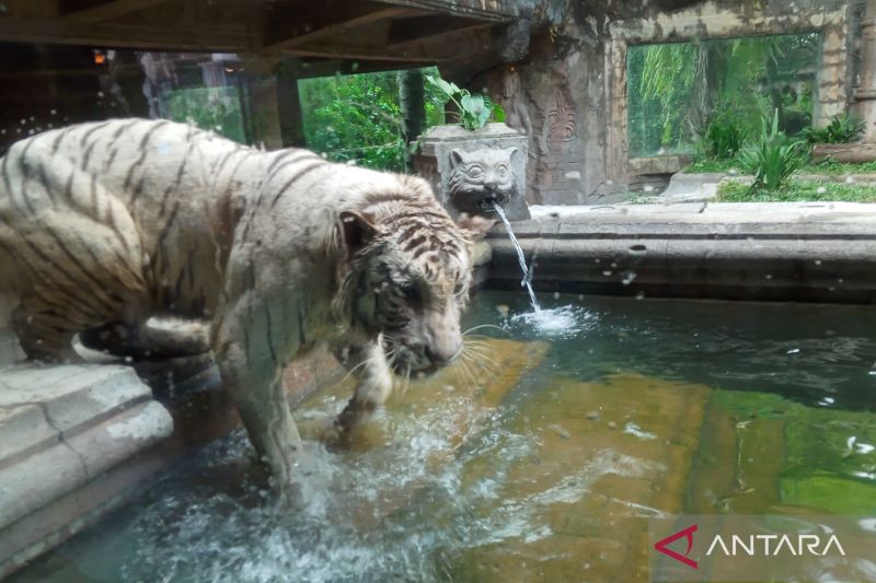Sensasi menyantap hidangan ditemani binatang buas di Tiger Cave Restaurant