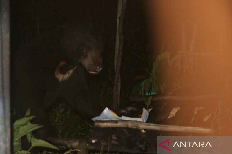 Untuk berburu beruang madu lain di Tapin, BKSDA Kalsel terus memasang perangkap